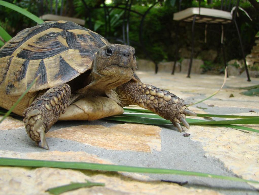 Turtle Apartments Ντουμπρόβνικ Εξωτερικό φωτογραφία